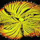 Illustration for article titled Bacterial communities swarm into gorgeous works of art